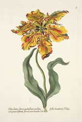 Tulipa Lutea uit 